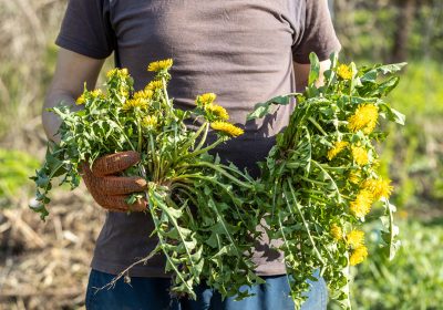 se débarrasser des pissenlits au jardin
