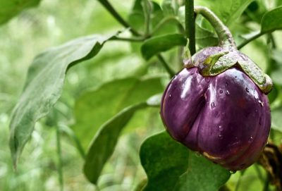 Poivron ‘Purple Bell’
