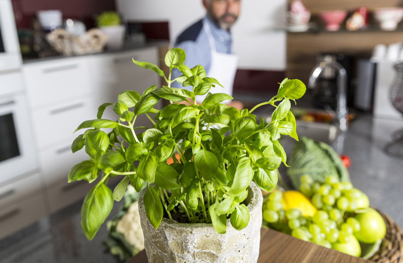 culture du basilic dans la cuisine