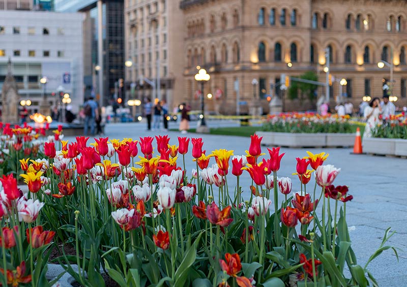 Festival de la tulipe à Ottawa