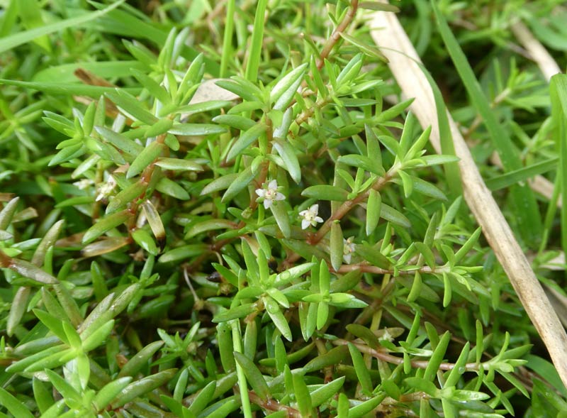 Crassule de Helm -Crassula helmsii.