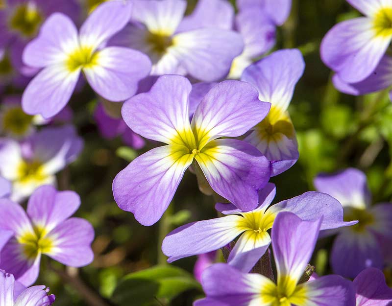 Fleurs de Julienne de Mahon en gros plan