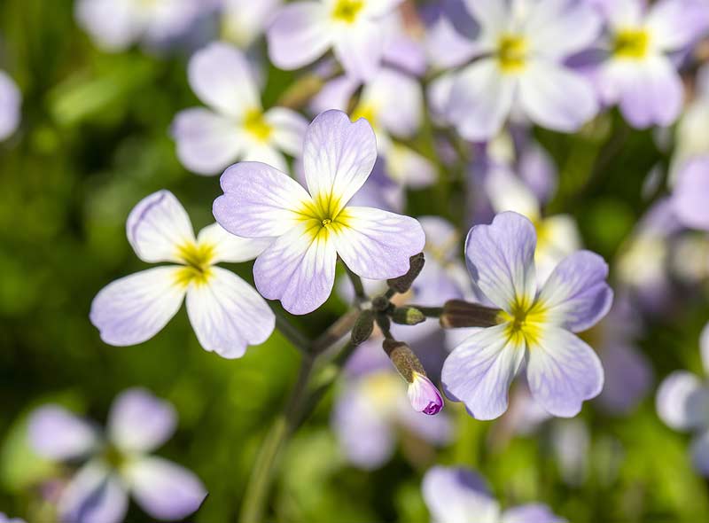 Malcolmia maritima