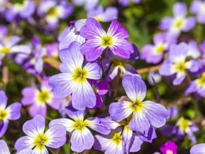 Julienne de Mahon, Malcolmia maritima