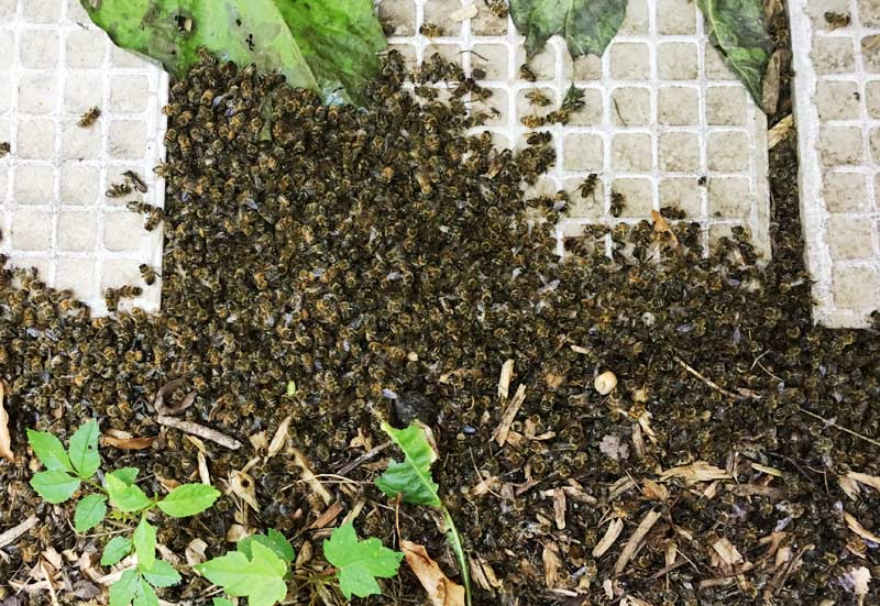 Abeilles mortes par centaines.