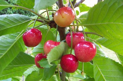 Cerises pas mûres