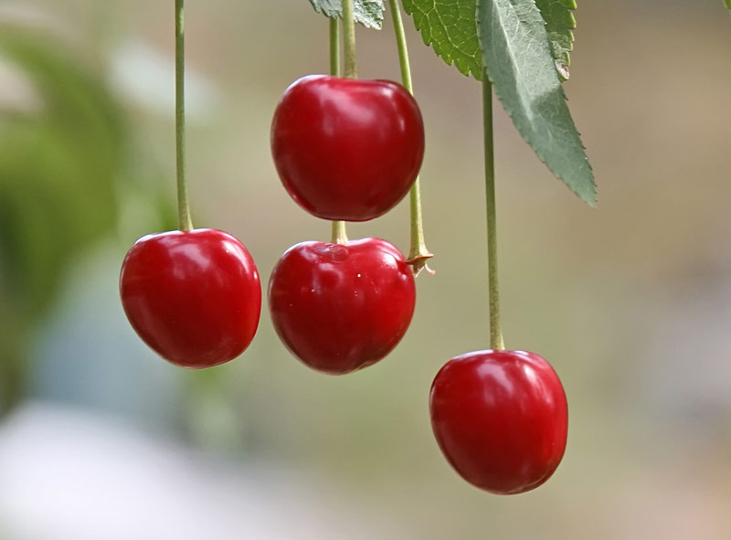 Cerises du jardin.