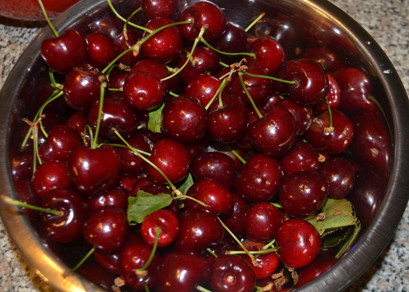 La récolte des cerises.