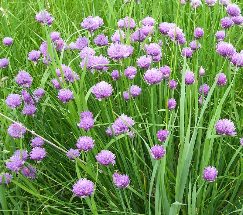 Ciboulette en fleurs