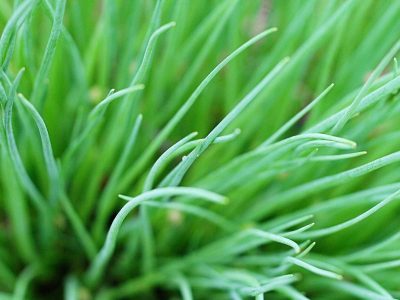 Cultiver la ciboulette en été