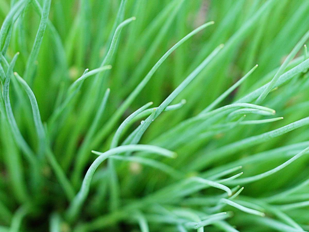 Cultiver la ciboulette en été