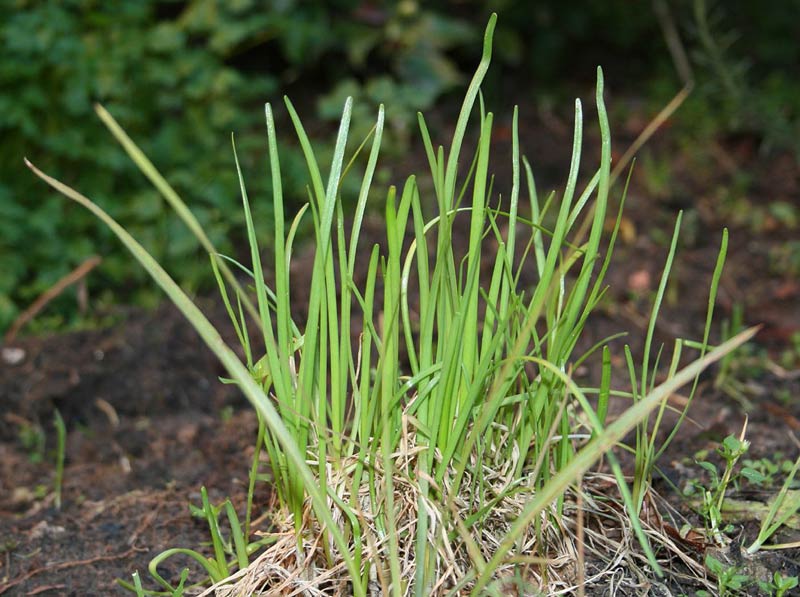 Ciboulette qui pousse dans un endroit mi-ombragé
