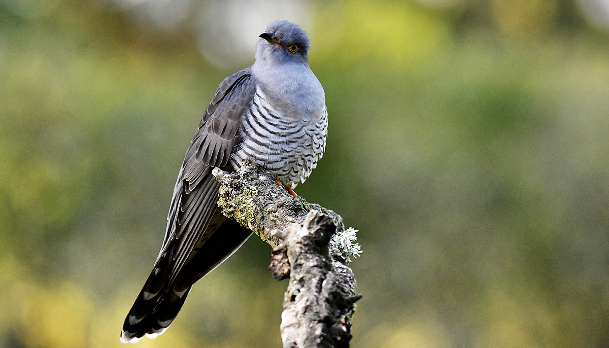 Coucou gris (Cuculus canorus)