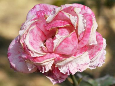Fleurs fanées à tailler en juillet