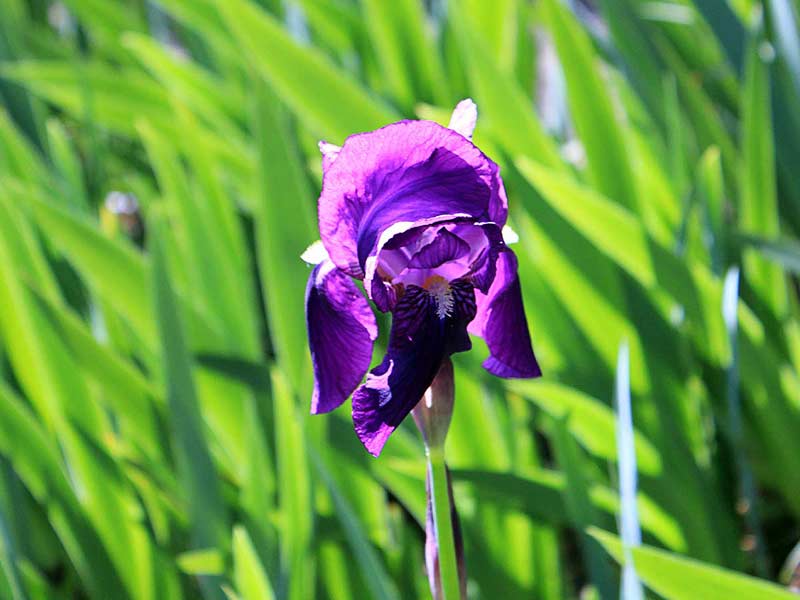 Fleurs fanées à tailler