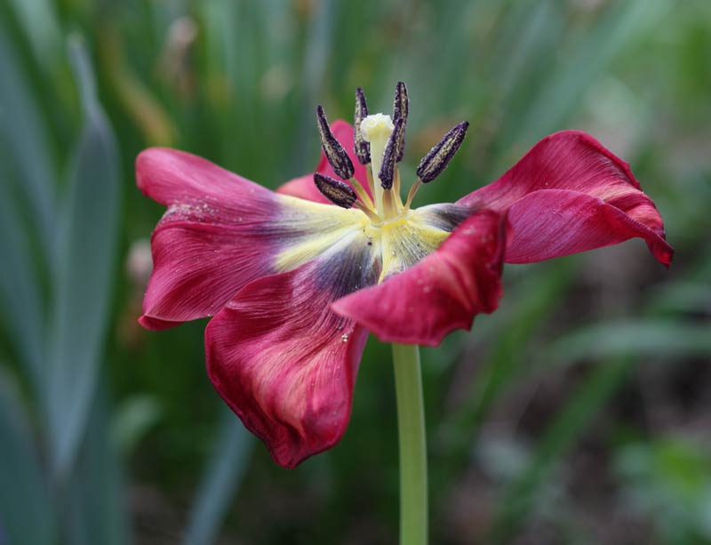 Tulipe fanée au jardin