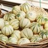 Melon rare du Sud-Ouest