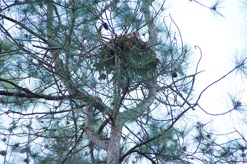 Les nids des écureuils sont plus volumineux que ceux des oiseaux.
