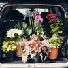 Plantes souvenirs des vacances