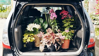 Plantes souvenirs des vacances