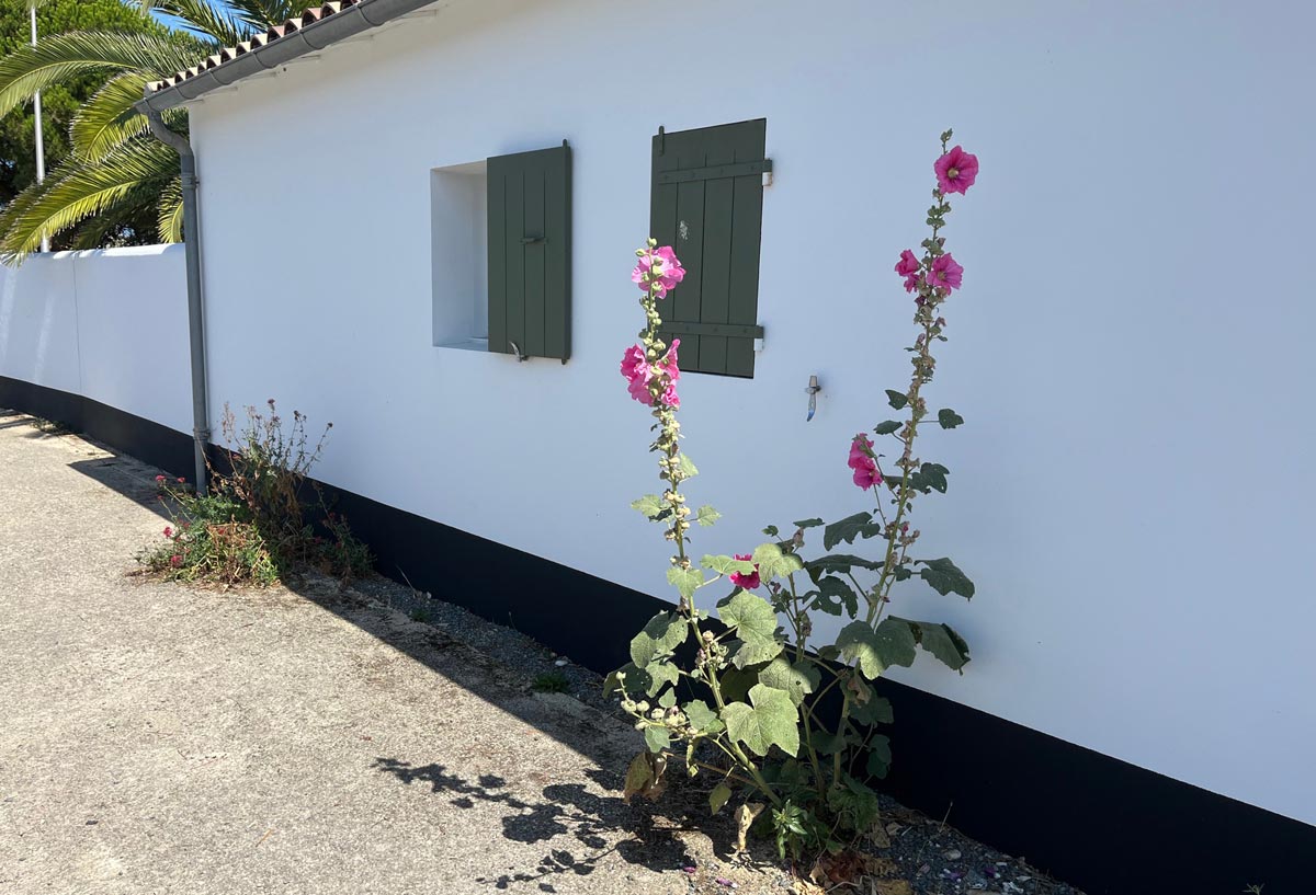 Rose trémière sur l'Île-de-Ré