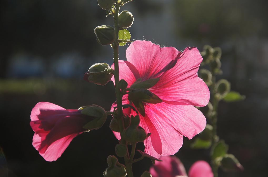 Rose trémière