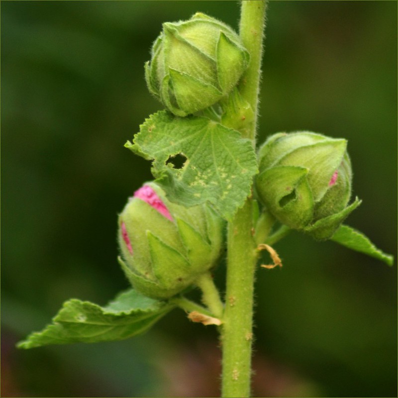 Boutons floraux de la rose trémière