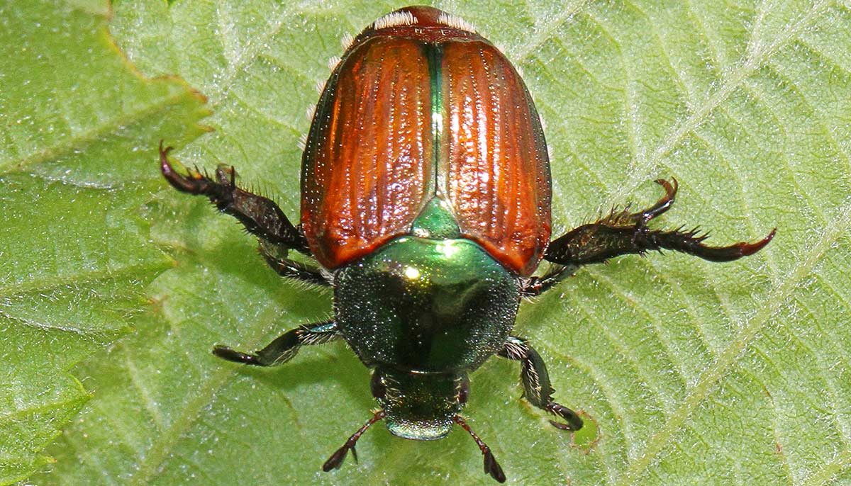 Scarabée Japonais -(Popillia japonica)