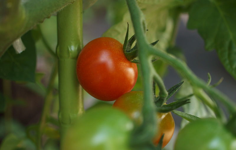 Petite tomate mûre.