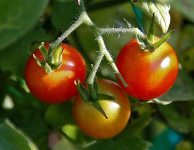 Tomates en juillet