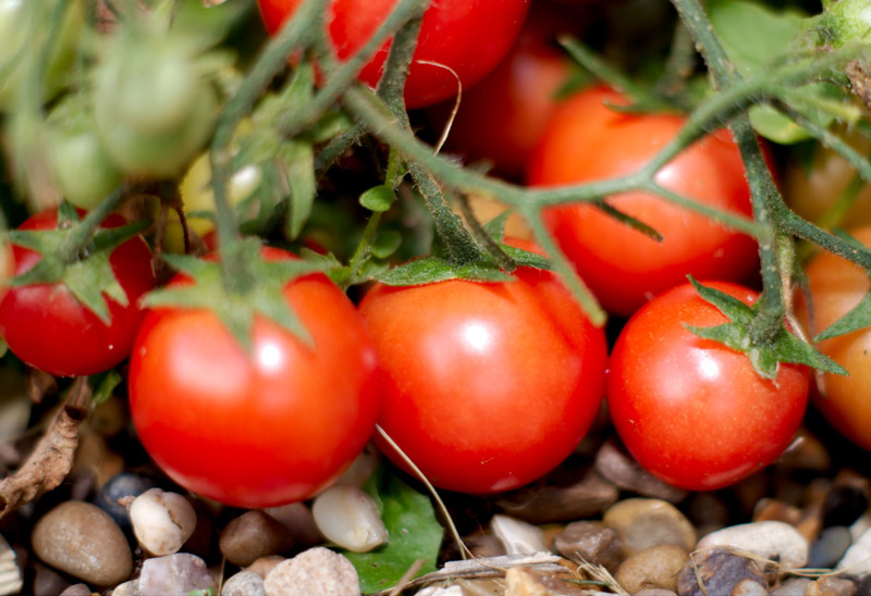 Les tomates du jardin.