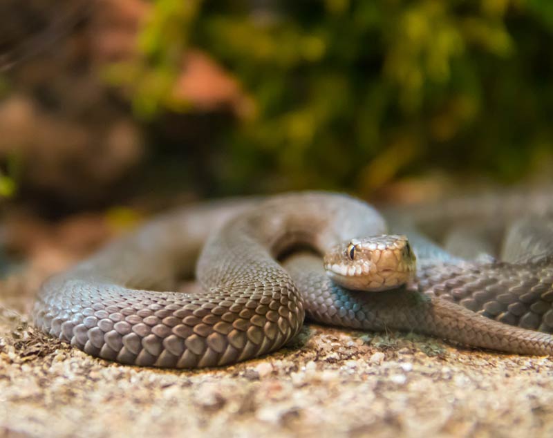 Vipère camouflée sur la roche.