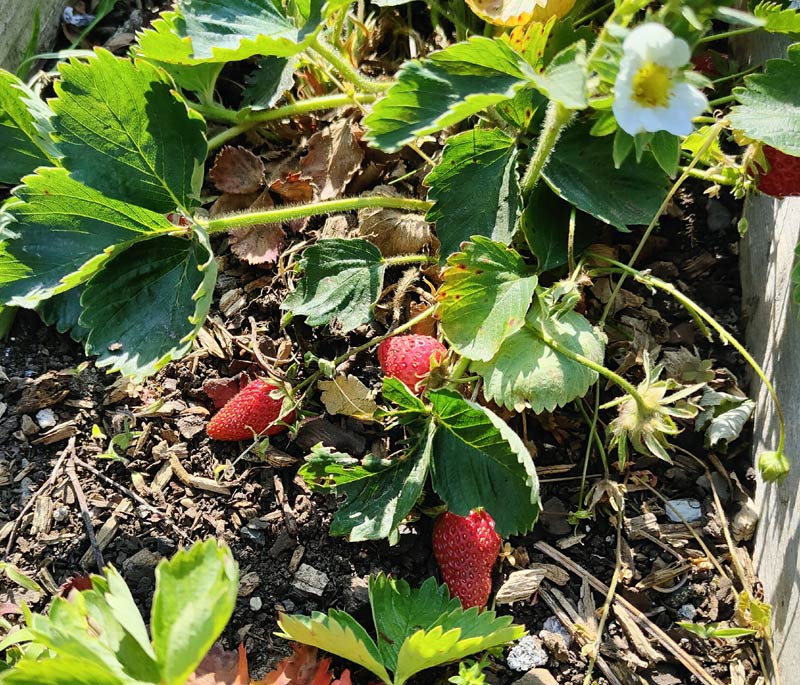 Les fraises du jardin.