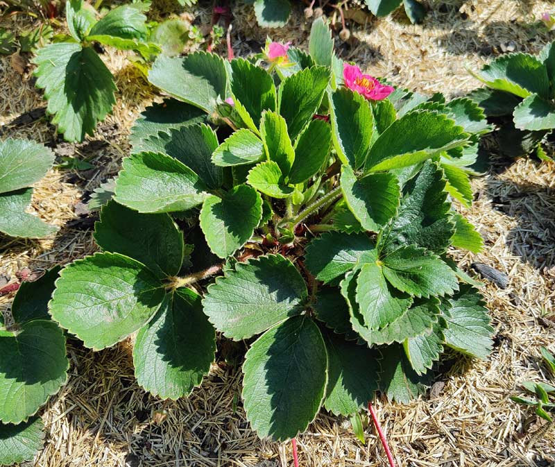 Jeune fraisier avec paillage.