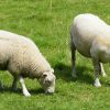 Moutons pour tondre le jardin