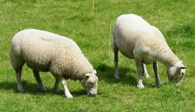 Moutons pour tondre le jardin