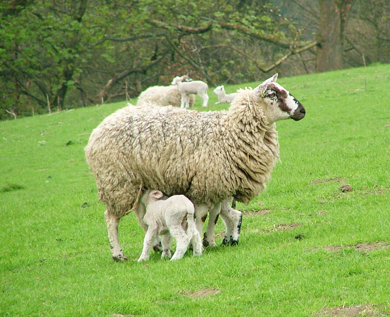 Brebis et son agneau.