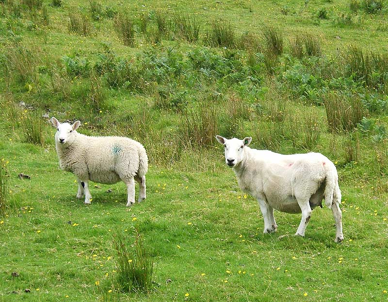 L'éco-pâturage, une façon plus écologique de tondre les terrains.