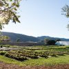 Plantes d'extérieur de la canicule