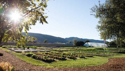 Plantes d'extérieur de la canicule