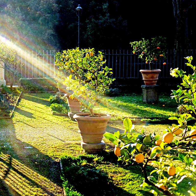 Le citronnier peut être en plein soleil.