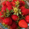 Récolte de fraises.