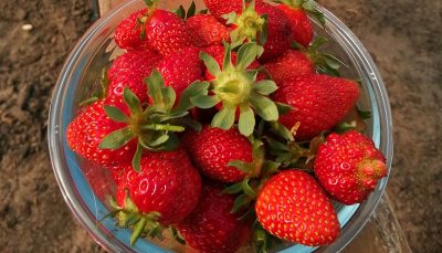 Récolte de fraises.