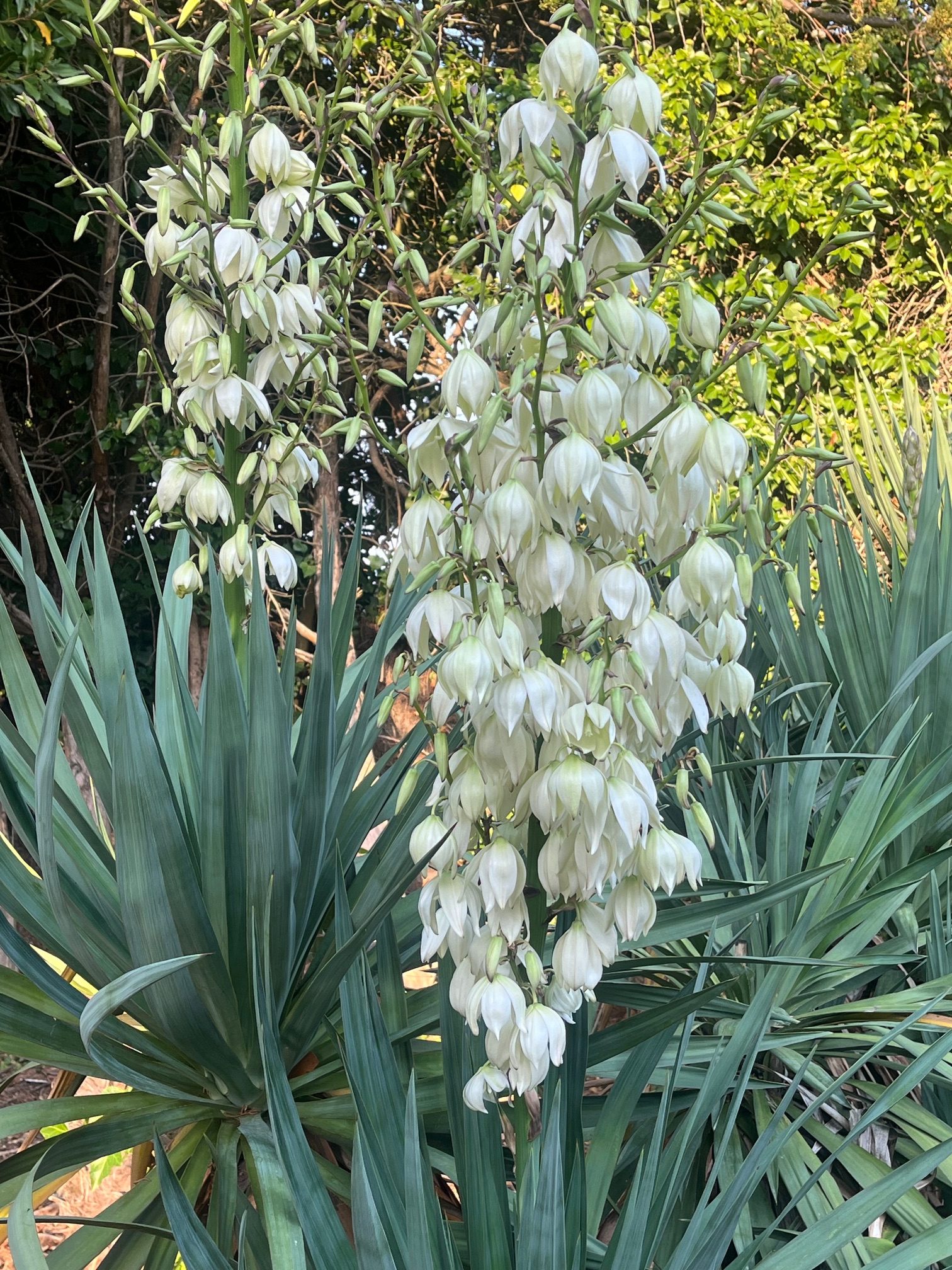 Yucca gloriosa - Photo 01