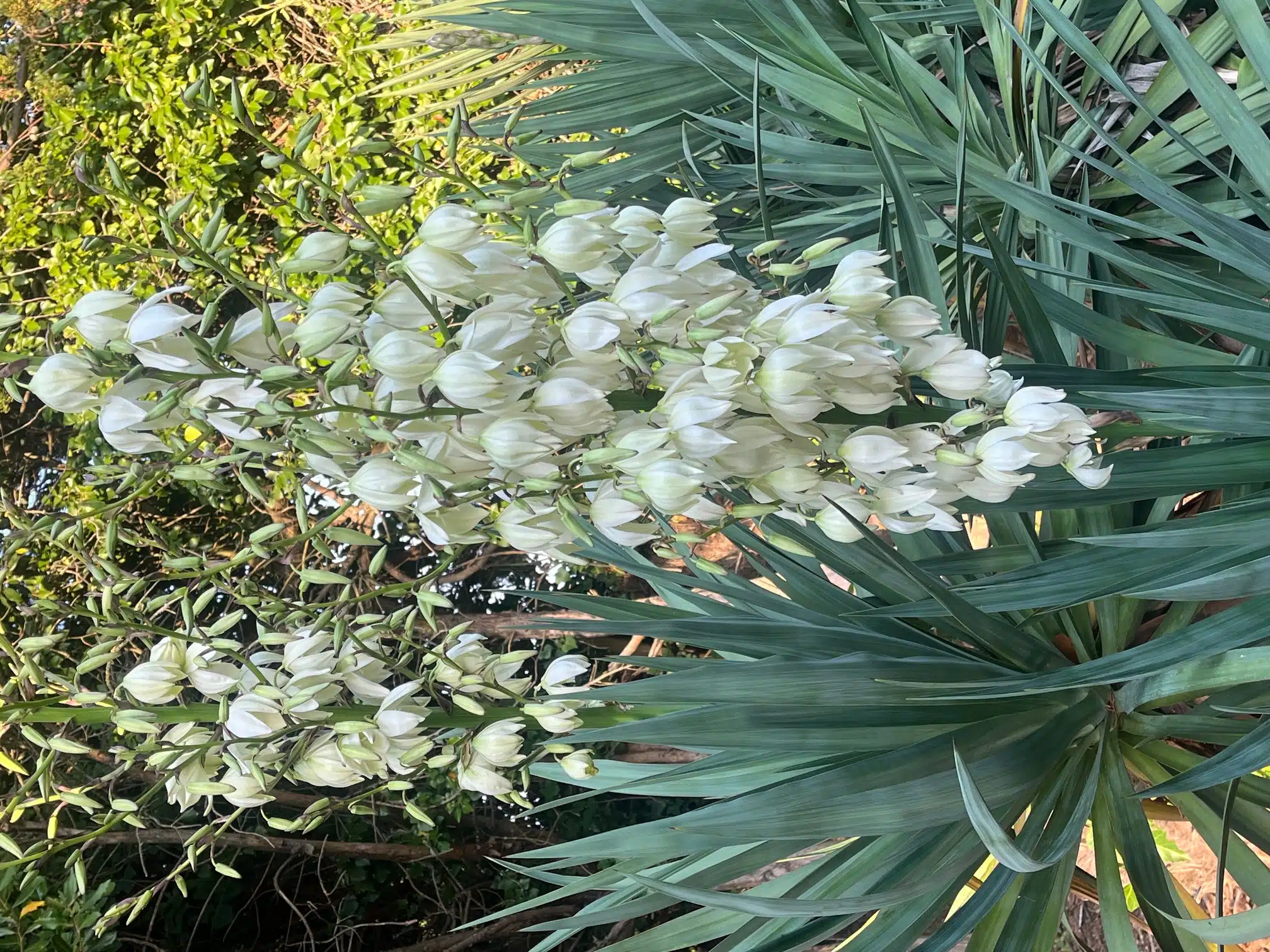 Yucca gloriosa - Photo 01