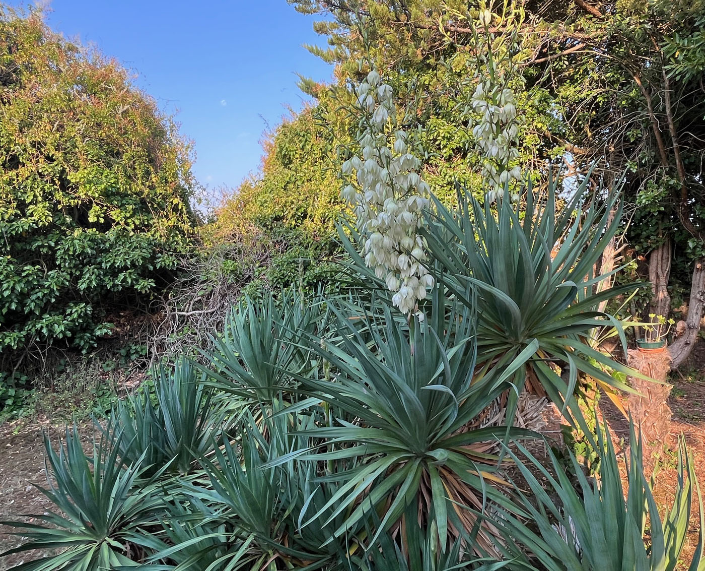 Yucca gloriosa - Photo 02