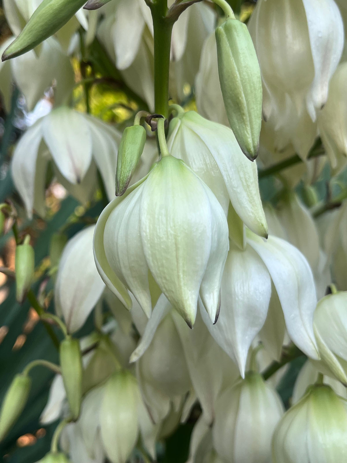 Yucca gloriosa - Photo 03