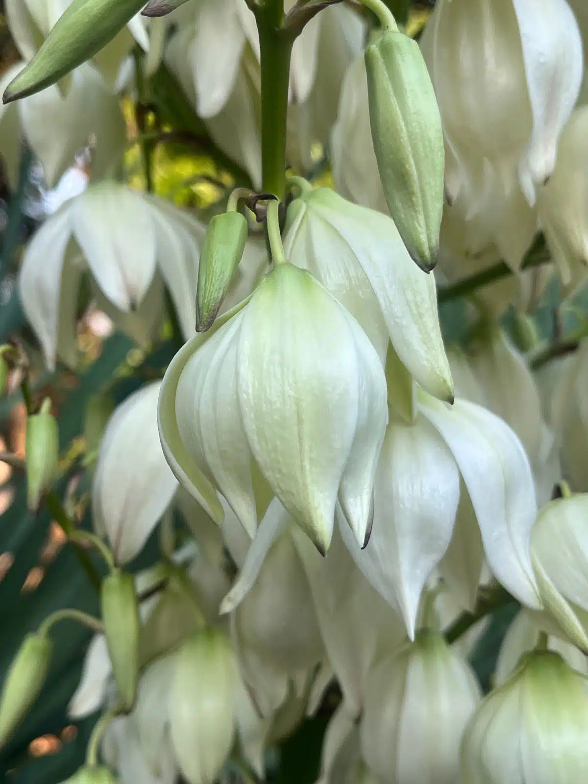 Yucca gloriosa - Photo 03