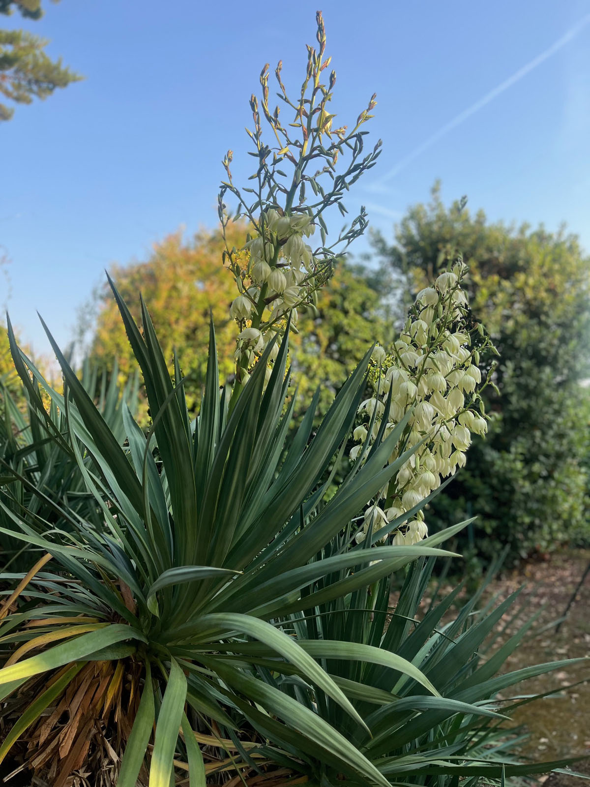Yucca gloriosa - Photo 04