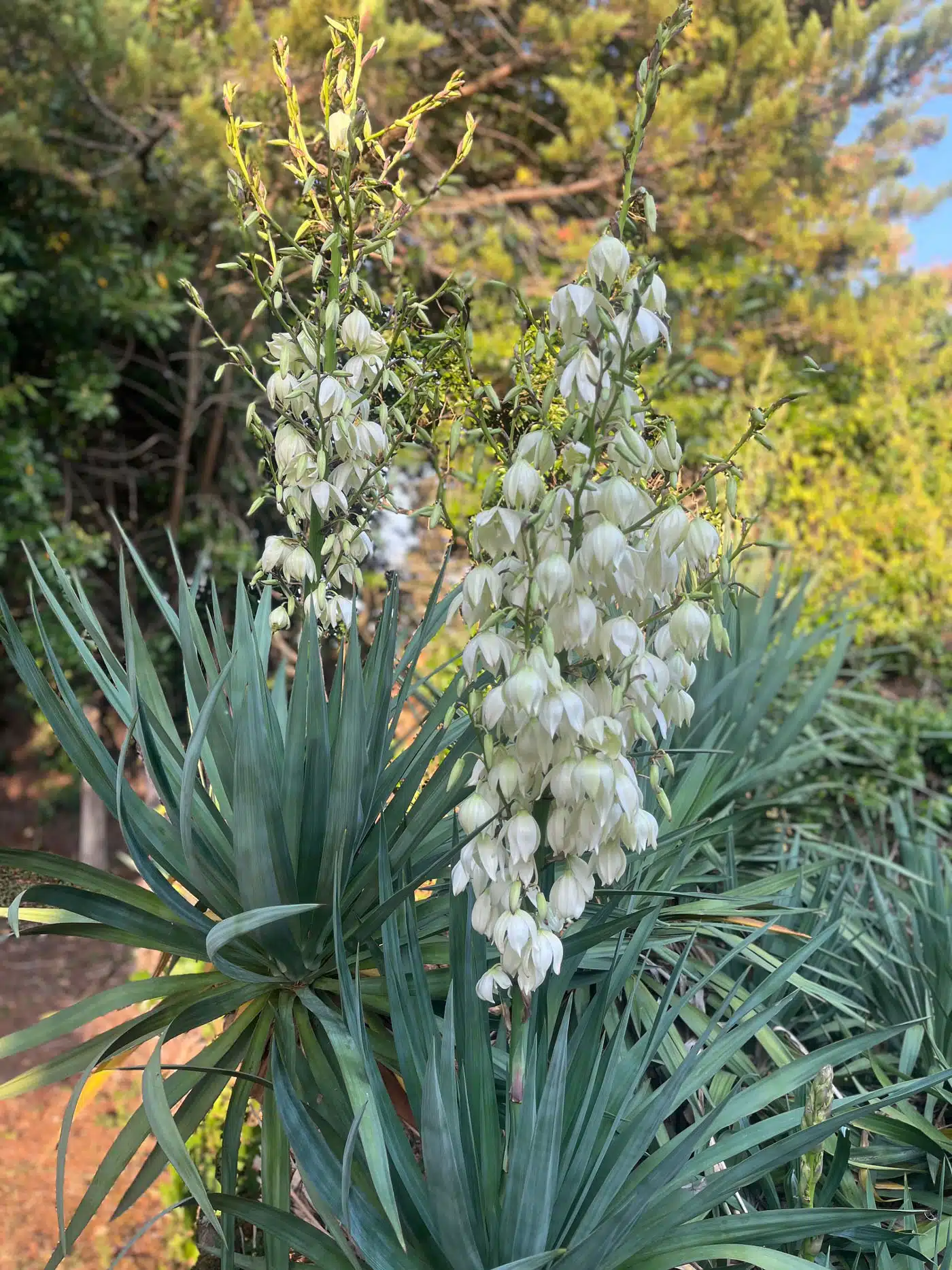 Yucca gloriosa - Photo 05